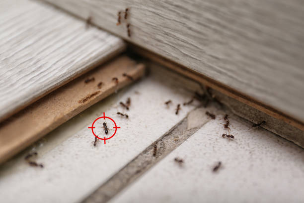 Best Bed Bug Extermination  in Forest Heights, MD