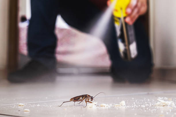 Best Termite Control Services  in Forest Heights, MD